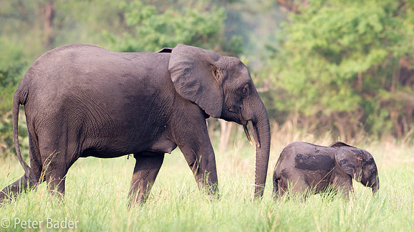 Olifant - Elephant-1