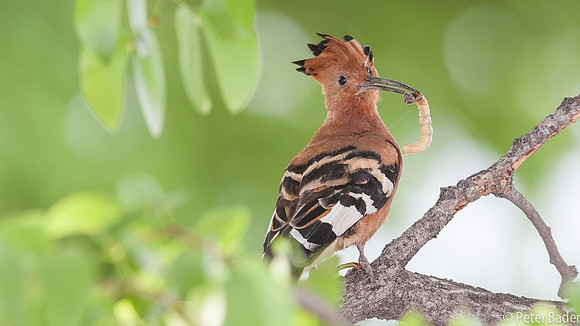 Hop - Eurasian Hoopoe