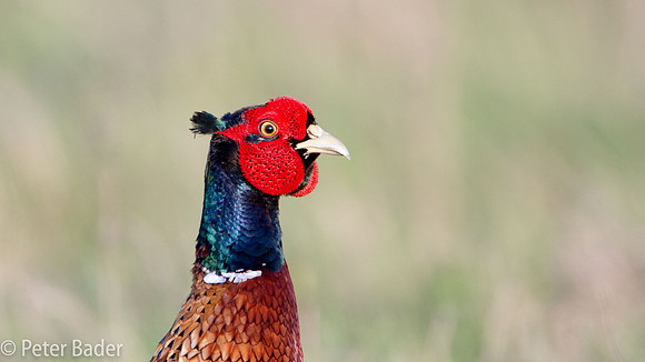 Fazant - Common Pheasant-13