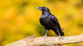 Raaf - Raven