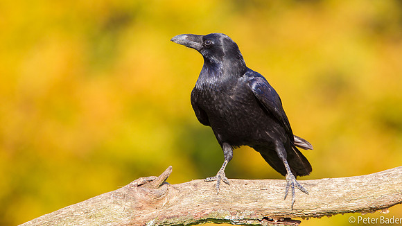 Raaf - Raven