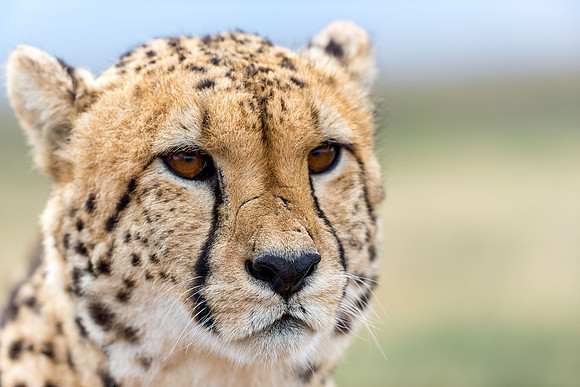Cheeta-2