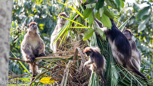 Rode Franjeaap - Rode Colobusaap - Red Colobus Monkey