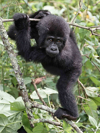 Jonge Berg Gorilla - Juvenile Mountain Gorilla