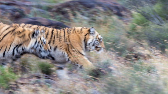 Tiger Canyon-7