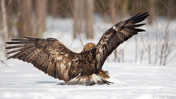 Eagle, Golden, Steenarend, Vogel, Zweden