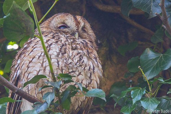 Tawny Owl - Bosuil