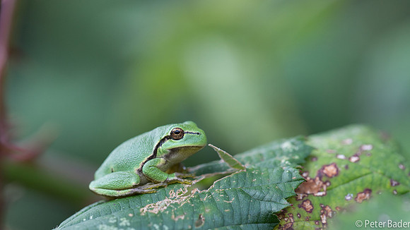 Vledder, boomkikker, "Europese boomkikker" "European Tree Frog" "peter Bader"