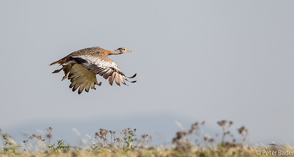 Grote Trap - Great Bustard