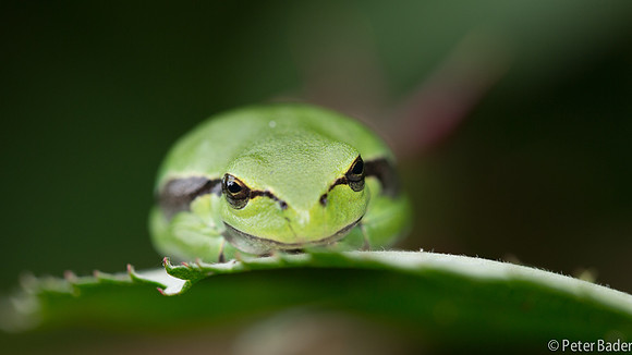 Vledder, boomkikker, "Europese boomkikker" "European Tree Frog" "peter Bader"