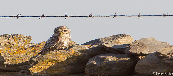 Steenuil - Little Owl