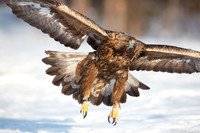 2013 Steenarenden in Zweden - Golden Eagles in Sweden