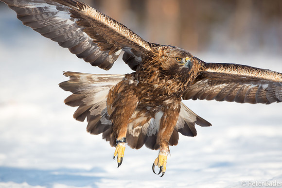 Eagle, Golden, Steenarend, Vogel, Zweden