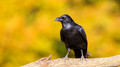 Raaf - Raven