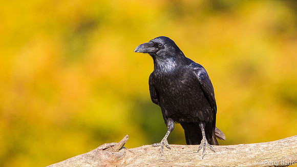Raaf - Raven