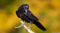 Raaf - Raven