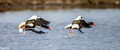 Bergeeend - Common Shelduck-10