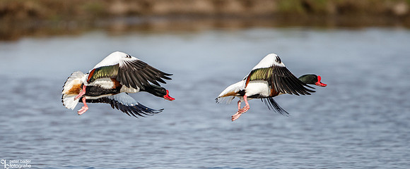 Bergeeend - Common Shelduck-10