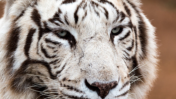 Tiger Canyon-12