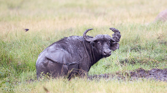 Afrikaanse Buffel - African Buffelo-3