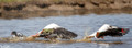 Bergeeend - Common Shelduck-5