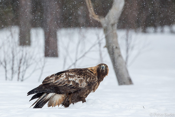 Eagle, Golden, Steenarend, Vogel, Zweden
