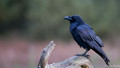 Raaf - Raven