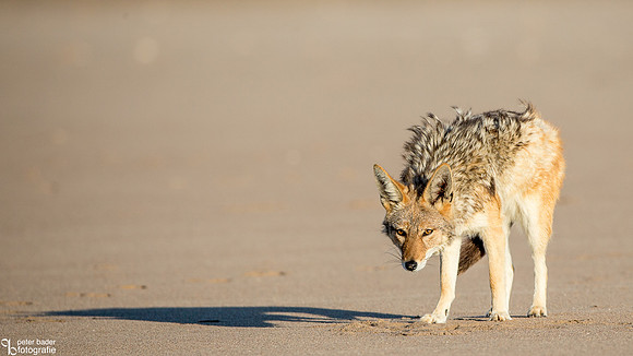 jakhals - Jackal-3