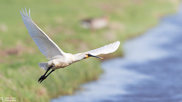 Lepelaar - Eurasian Spoonbill-2