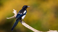 Exster - Magpie