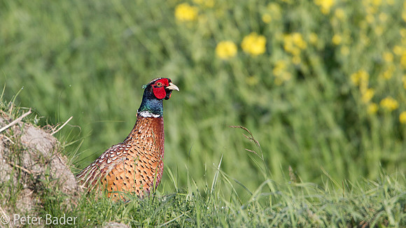Fazant - Common Pheasant-14