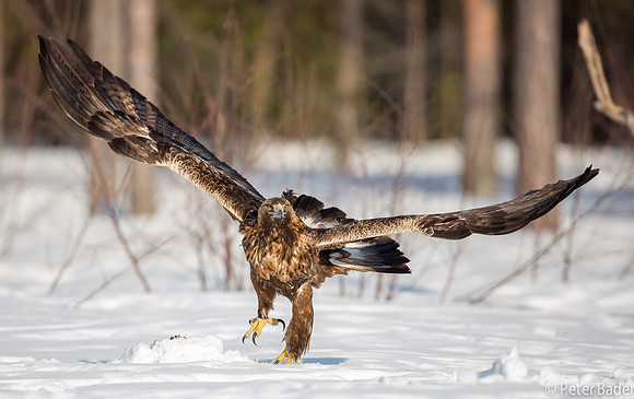Eagle, Golden, Steenarend, Vogel, Zweden