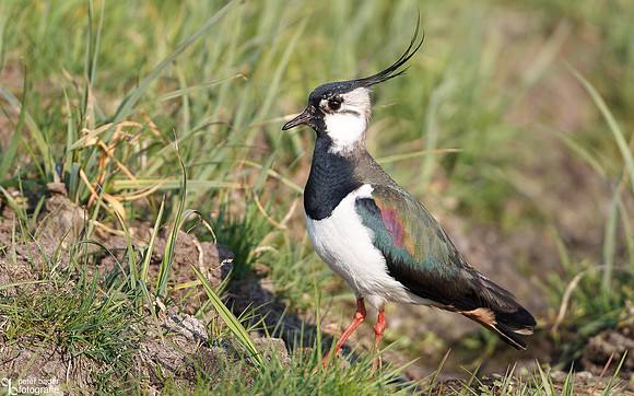 Kievit - Northern Lapwing-1