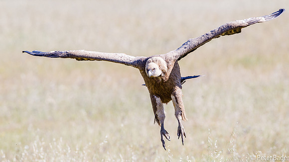 Vale Gier - Griffon Vulture