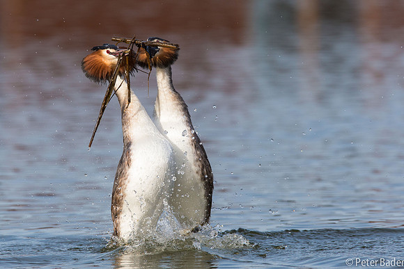 Futen balts - Great Crested Crebe Courtship