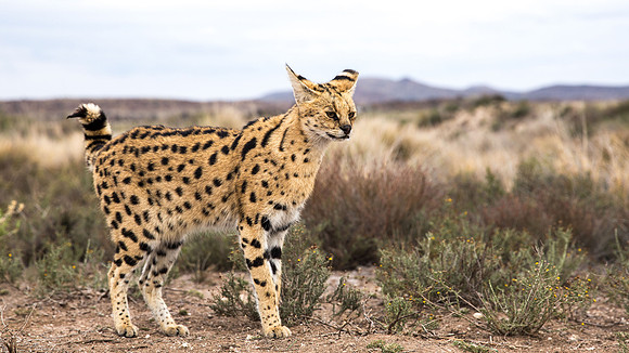 Cerval-7