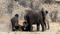 Etosha - Dolomite Camp-14
