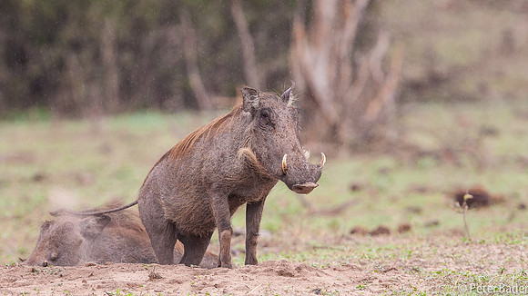 Wrattenzijn - Wart-hog