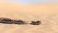 Horned Adder-8