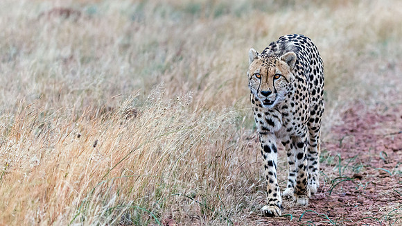 Cheeta-5