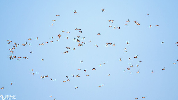 Smient - Eurasian Wigeon-2