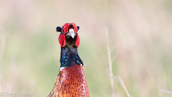 Fazant - Common Pheasant-10