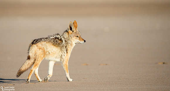 jakhals - Jackal-2