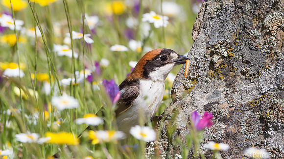Roodkopklauwier - Woodchat Shrike
