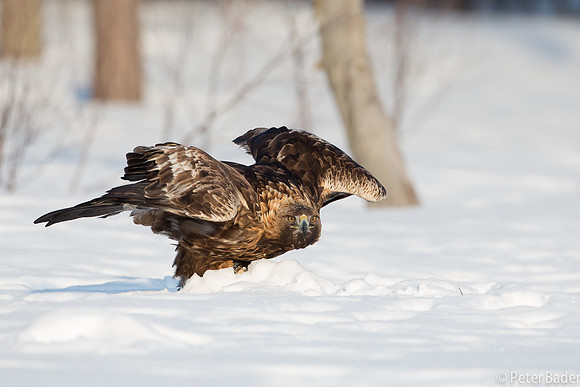 Eagle, Golden, Steenarend, Vogel, Zweden