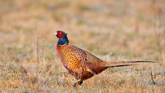 Fazant - Common Pheasant-16