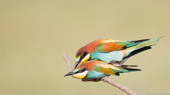 Bijeneter - European Bee Eater