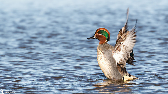 Wintertaling - Eurasian Teal-2