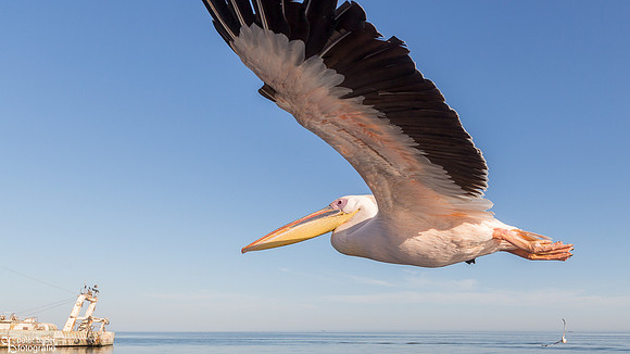 Pelikanen - Pelicans-14