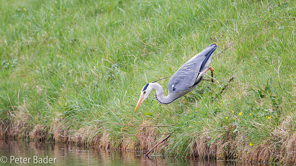 Blauwe Reiger - Grey Heron-1